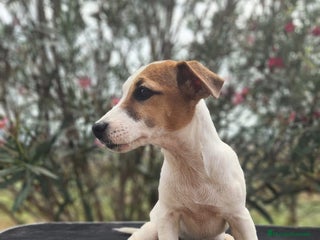 Jack Russell Terrier perros - Anuncio 9
