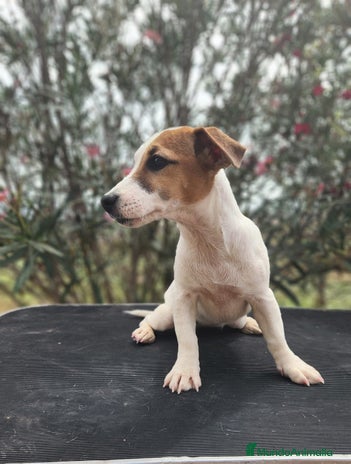 Jack Russell Terrier perros - Anuncio 9