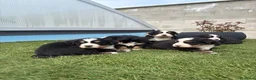 Boyero de Berna perros en venta: BOYERO DE BERNA - Anuncio 7