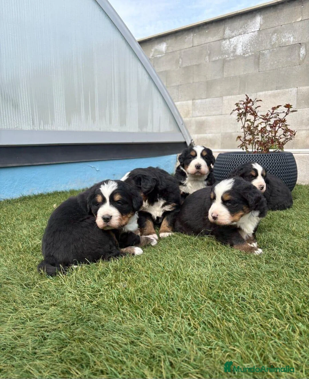 Boyero de Berna perros en venta: BOYERO DE BERNA - Anuncio 7