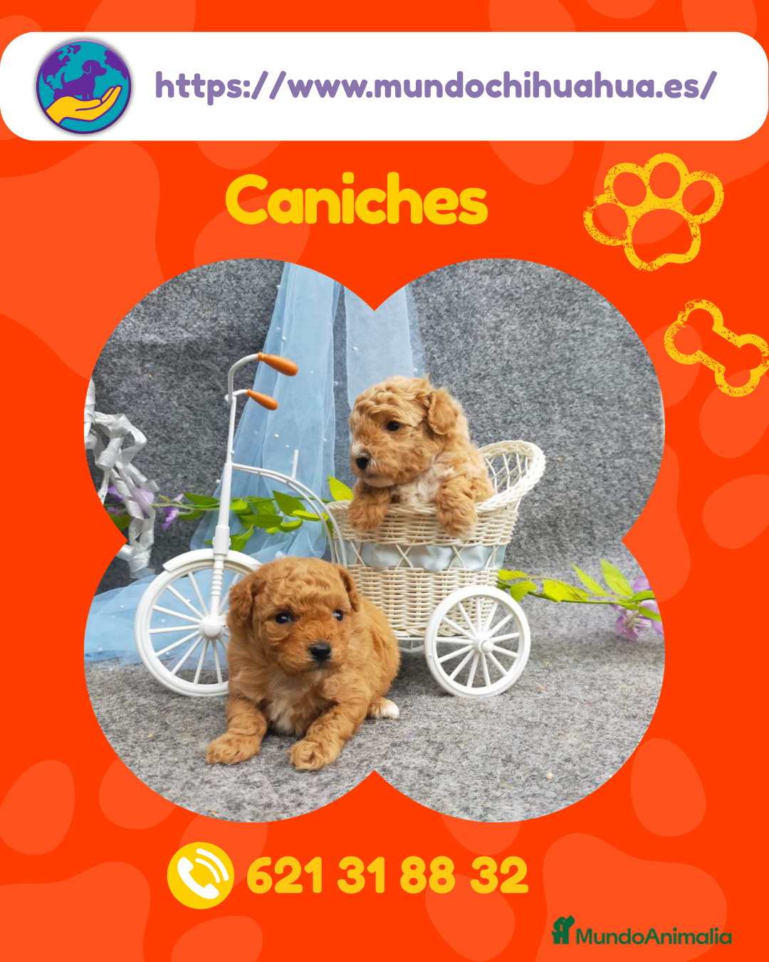 Caniche Enano perros Caniches enanos disponibles 🐩✨ - Anuncio 1