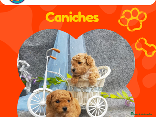 Caniche Enano perros Caniches enanos disponibles 🐩✨ - Anuncio 24