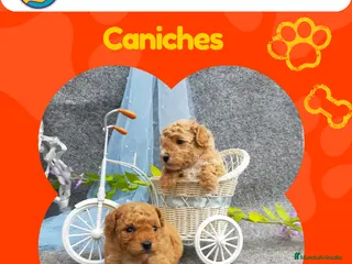 Caniche Enano perros Caniches enanos disponibles 🐩✨ - Anuncio 4