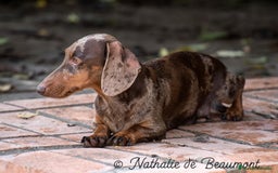 Teckel Miniatura perros en venta: Preciosos Teckel miniatura  - Imagen 9