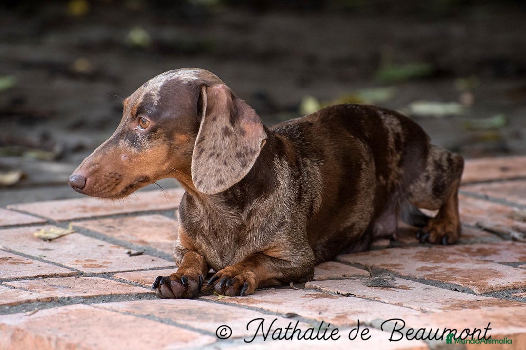 Teckel Miniatura perros en venta: Preciosos Teckel miniatura  - Imagen 9