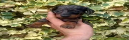 Teckel Miniatura perros en venta: Teckel - Anuncio 5