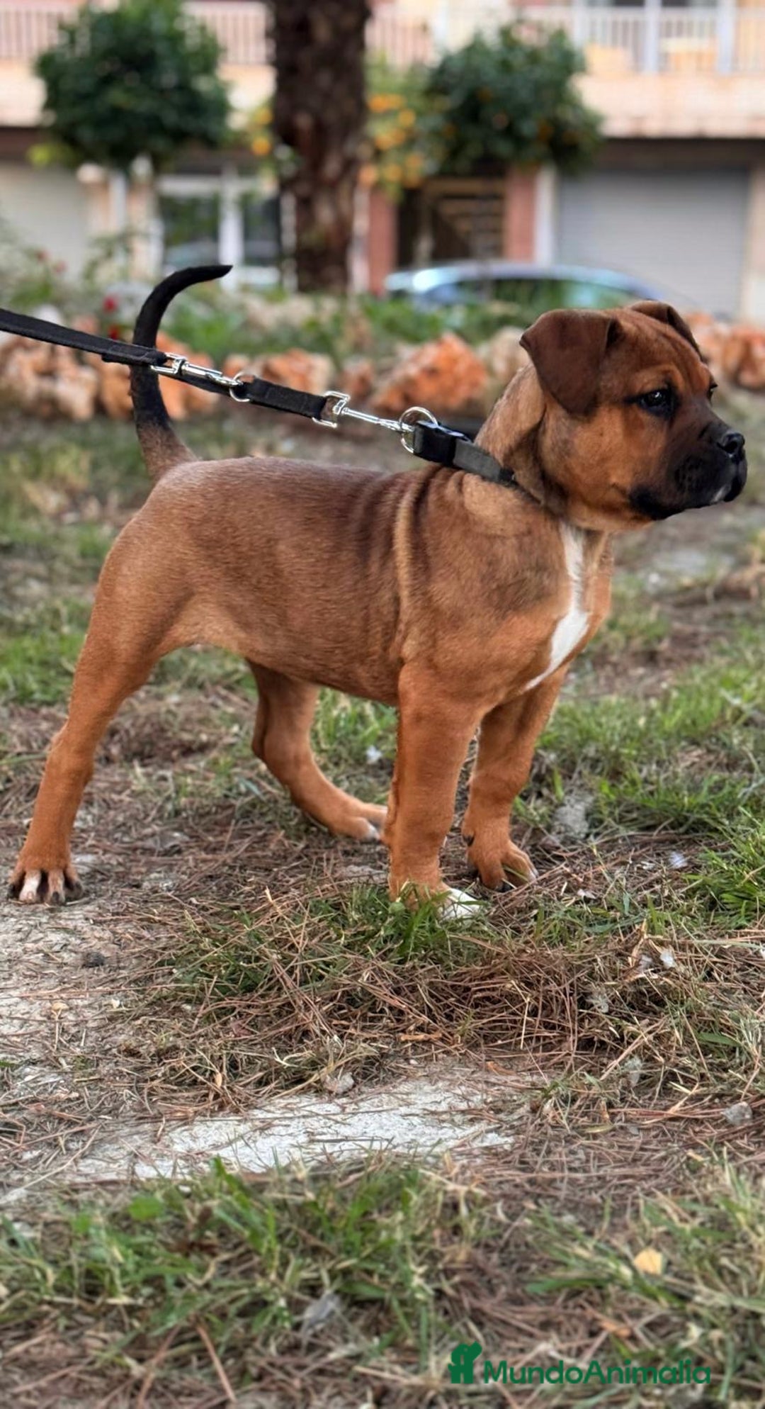 Raza Mixta perros en venta: Cachorra Bandog  - Anuncio 2