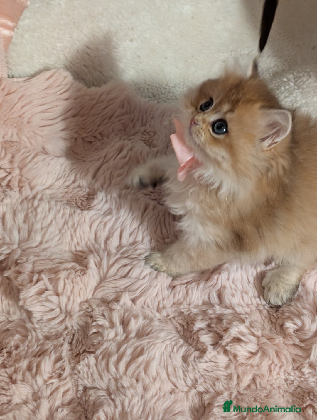 Británico de Pelo Largo gatos en venta:  2gatitos color exclusivo british golden longhair  - Anuncio 20