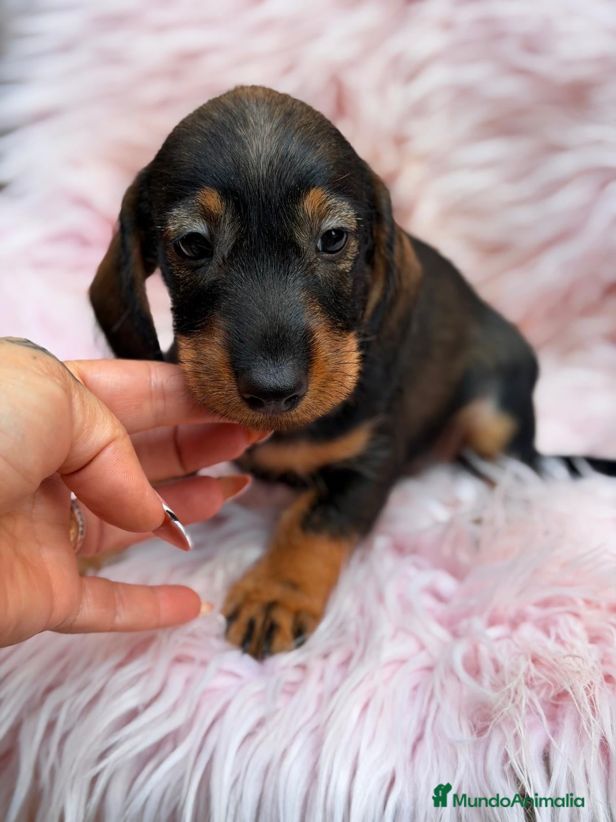 Teckel Miniatura perros Hembras pelo duro teckel 🩷🐾 - Anuncio 1