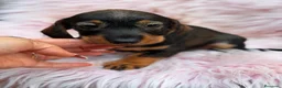 Teckel Miniatura perros en venta: Hembras pelo duro teckel 🩷🐾 - Anuncio 1