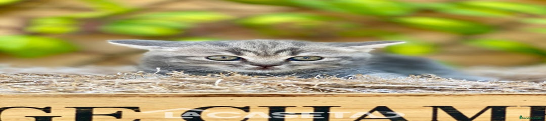 Británico de Pelo Corto Gatito 3586