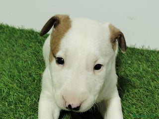 Bull Terrier Miniatura perros - Anuncio 2