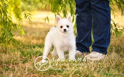 Pomerania perros en venta: Macho pomerania blanco - Imagen 1