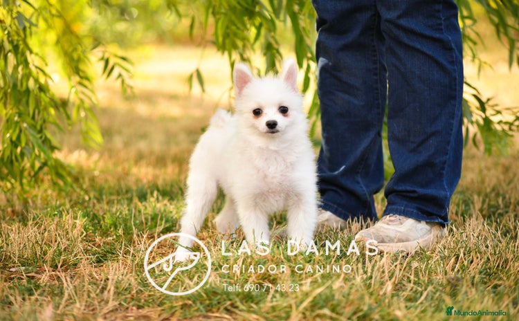 Pomerania perros - Propaganda 11