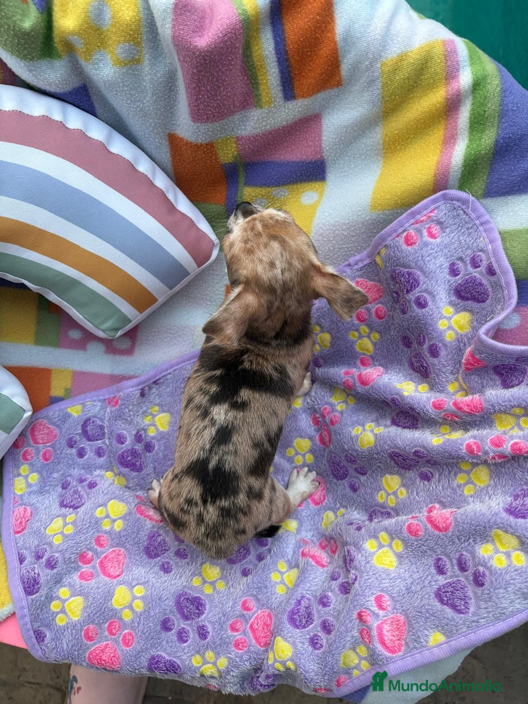 Chihuahua perros en venta: Chihuahua Machito merle toy - Imagen 12