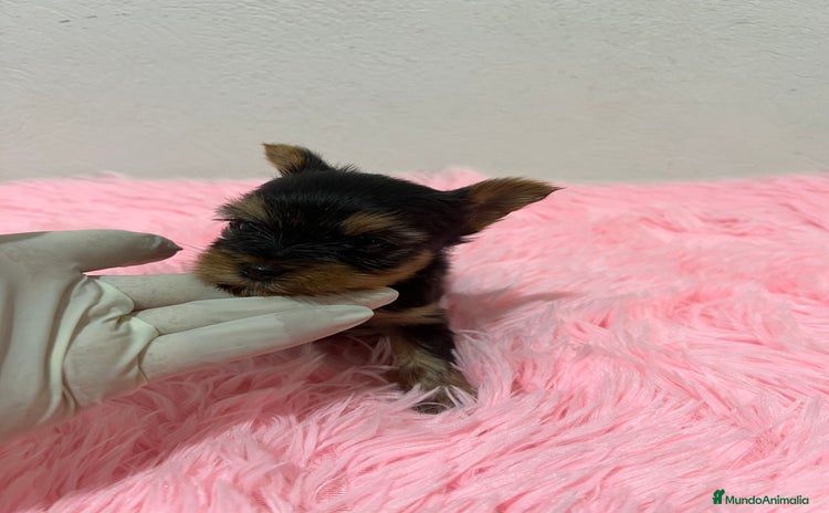 Yorkshire Terrier perros - Propaganda 4