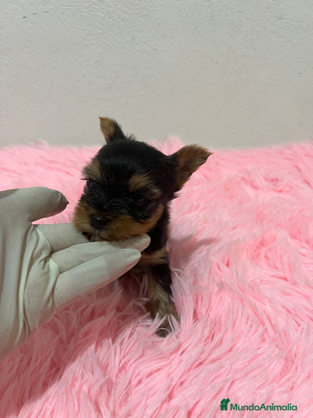 Yorkshire Terrier perros en venta: Yorkshire miniatura macho  - Imagen 1