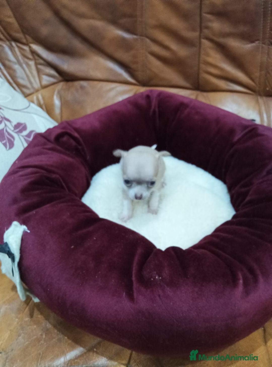 Chihuahua perros en venta: Chihuahua toy - Anuncio 7