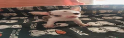 Chihuahua perros en venta: Chihuahua Toy - Anuncio 6