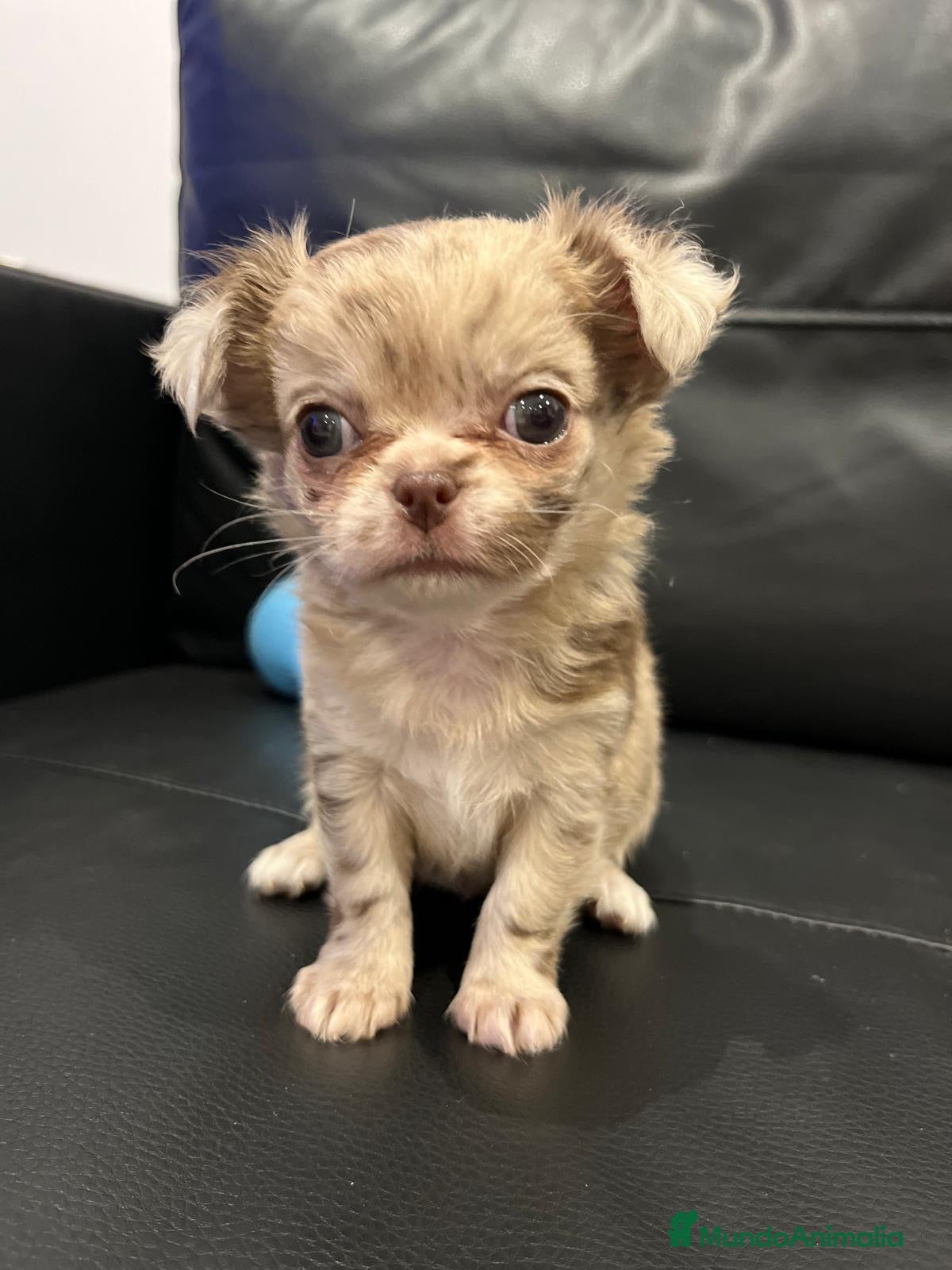 Chihuahua perros Chihuahua Toy en Illes Balears - Anuncio 4