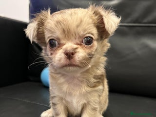 Chihuahua perros en Illes Balears - Anuncio 19