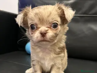 Chihuahua perros Chihuahua Toy en Illes Balears - Anuncio 4