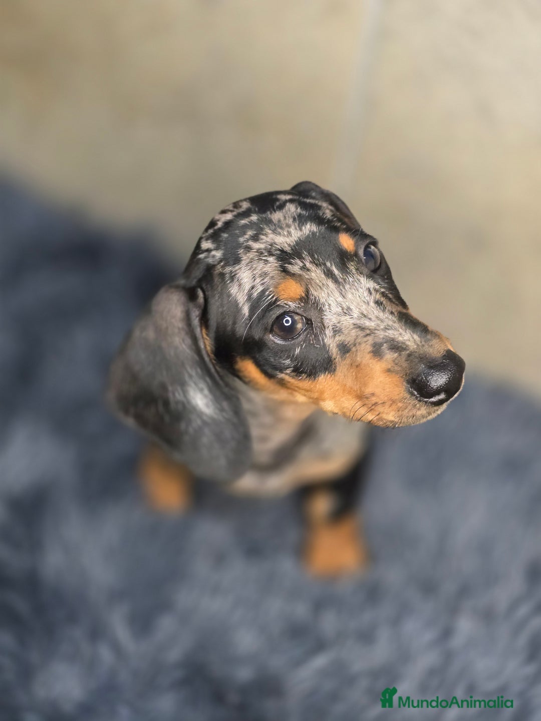 Teckel Miniatura perros en venta: Teckel arlequin plata  - Imagen 2
