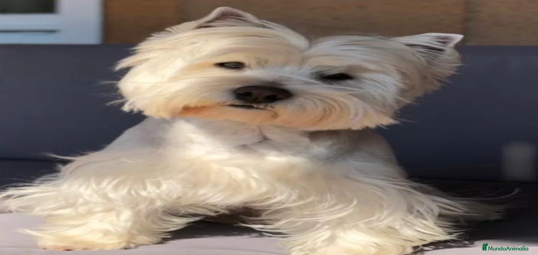 Imagen de galería {{count}}