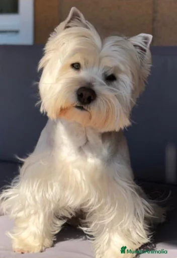 Imagen de galería {{count}}