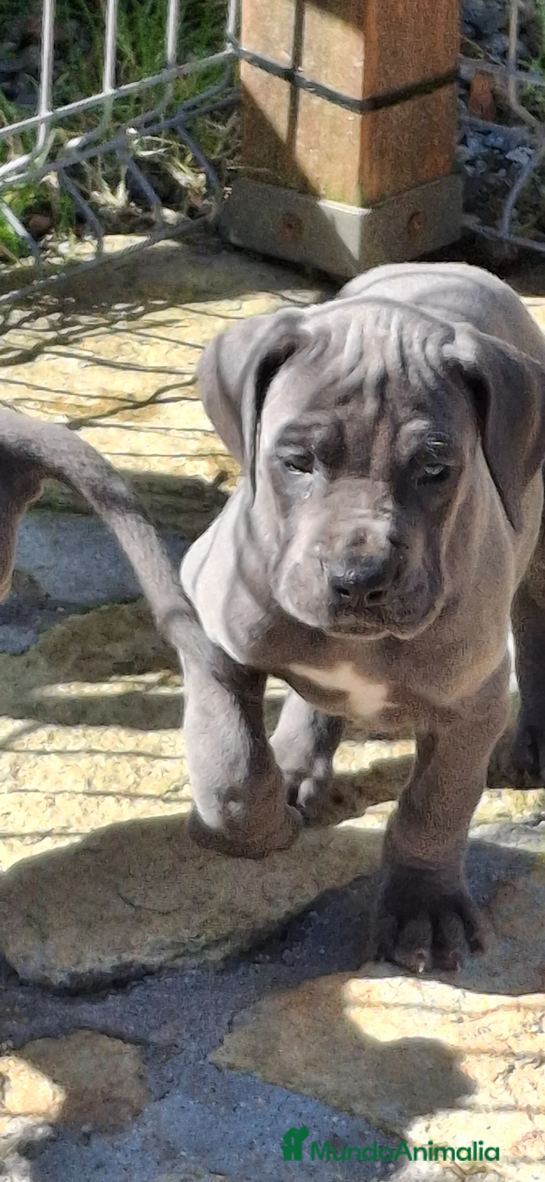 Dogo Alemán perros en venta: Cachorros de Gran Danés o Dogo Alemán - Anuncio 6