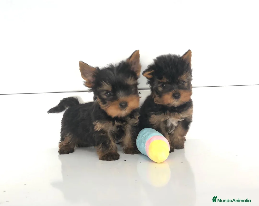 Yorkshire Terrier perros en venta: Yorkshire terrier toy - Anuncio 2