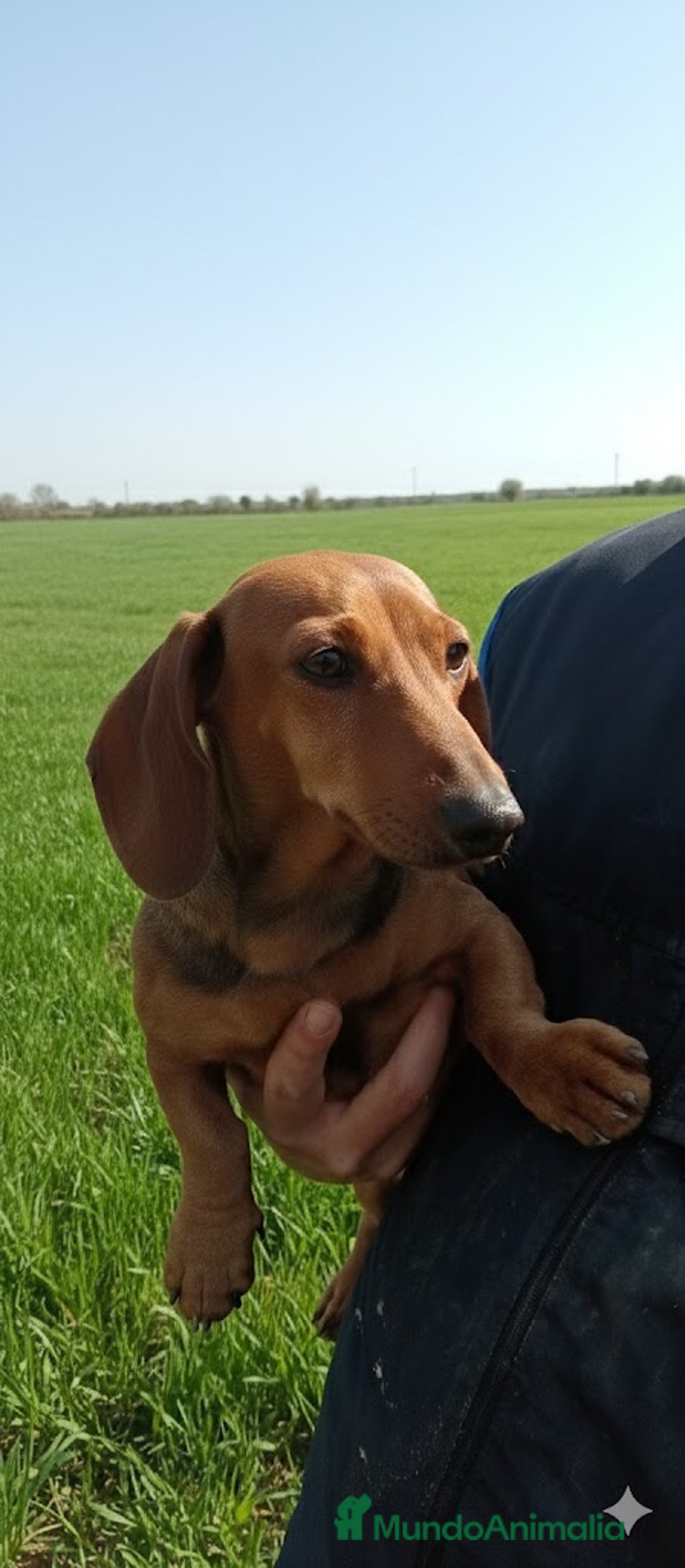 Teckel Miniatura perros en venta: Preciosa cachorra Teckel miniatura Isabella  - Anuncio 1