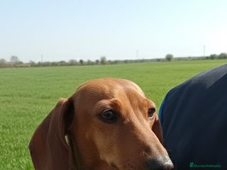 Teckel Miniatura perros Preciosa cachorra Teckel miniatura Isabella - Anuncio 2