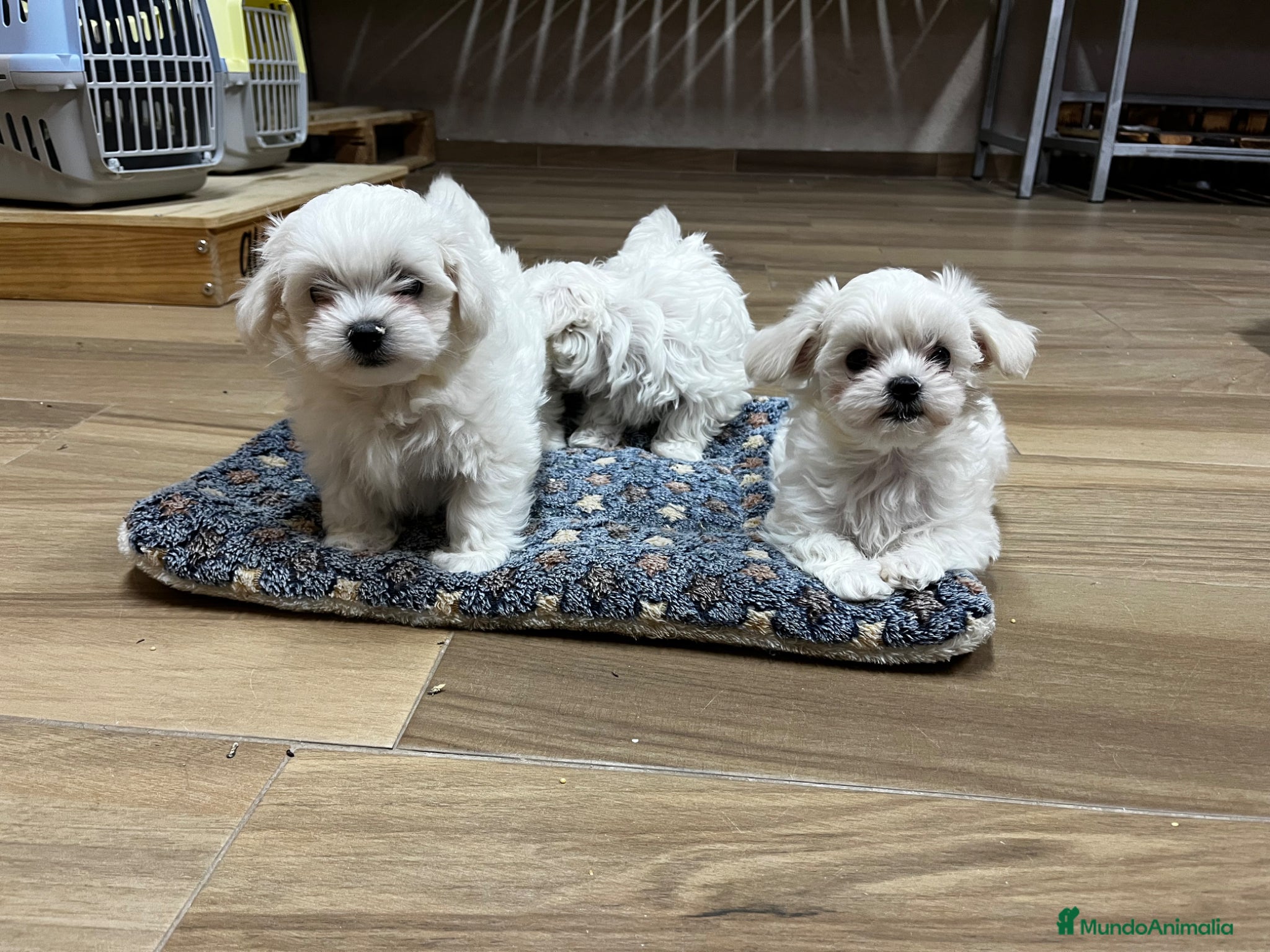 Bichón Maltés perros Bichón maltés  - Anuncio 26