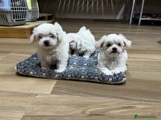 Bichón Maltés perros Bichón maltés - Anuncio 26