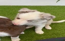 Border Collie perros en venta: BORDER COLLIE MACHO - Imagen 11
