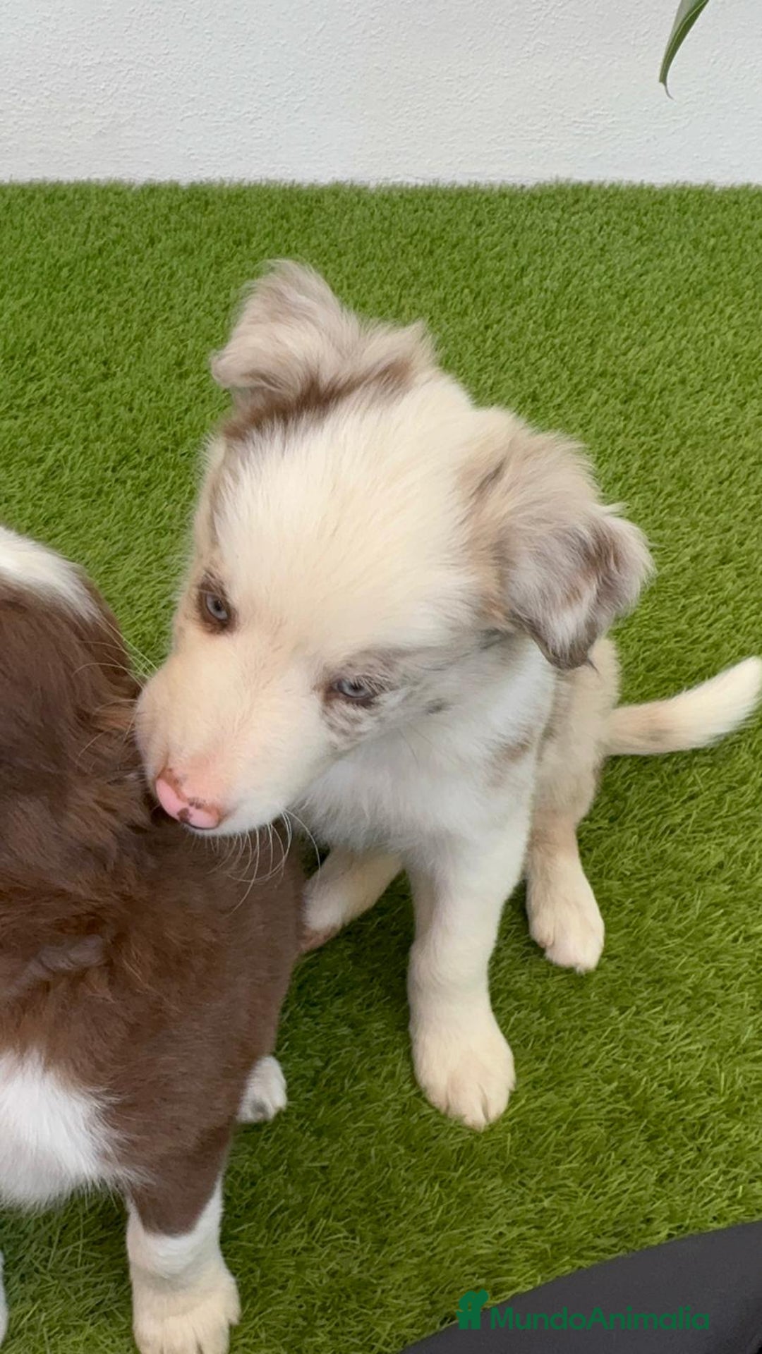 Border Collie perros en venta: BORDER COLLIE MACHO - Imagen 11