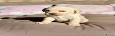 Labrador Retriever Cachorro 4