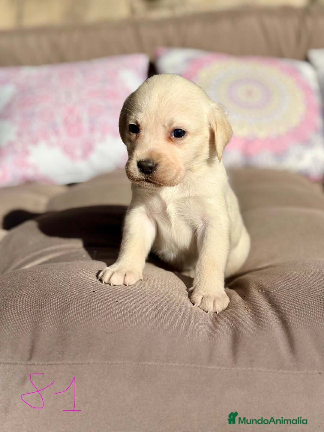 Labrador Retriever perros en venta: 🐾 LABRADOR RETRIEVER — Camada  - Anuncio 6
