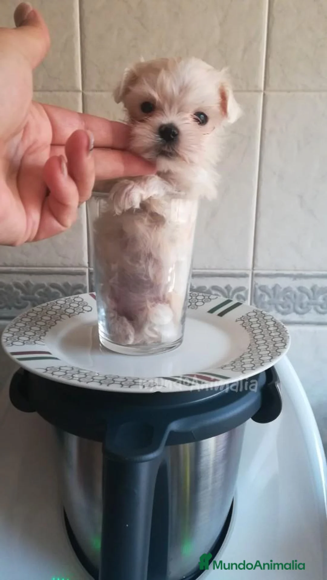 Imagen de galería {{count}}