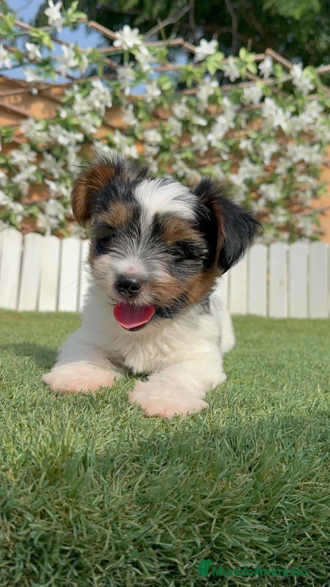 Yorkshire Terrier perros en venta: YORKSHIRE BIEWER - Anuncio 18