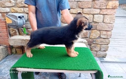 Pastor Alemán perros en venta: Pastores alemanes de CARMARGUT - Imagen 4