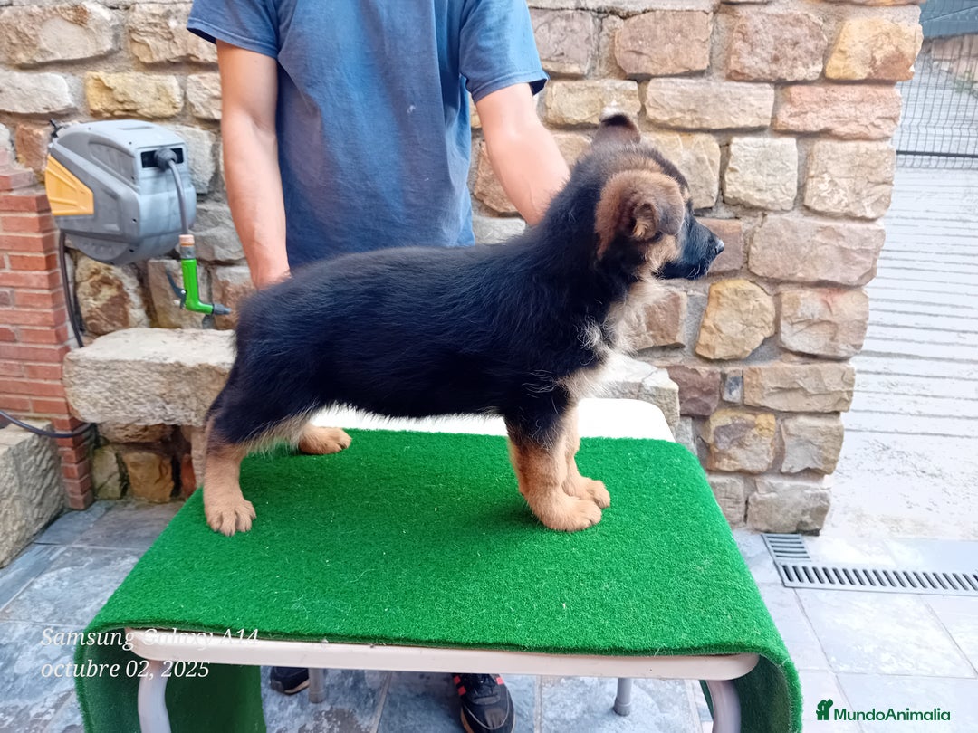 Pastor Alemán perros en venta: Pastores alemanes de CARMARGUT - Imagen 4