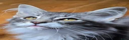 Bosque de Noruega gatos en venta: Bosques de Noruega  - Anuncio 7