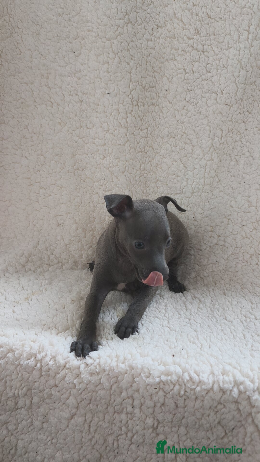 Pequeño Lebrel Italiano perros en venta: Pequeño lebrel Italiano  - Imagen 4