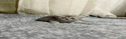 Persa gatos en venta: Gatos persas - Anuncio 3