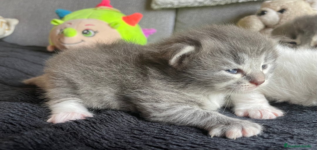 Imagen de galería {{count}}