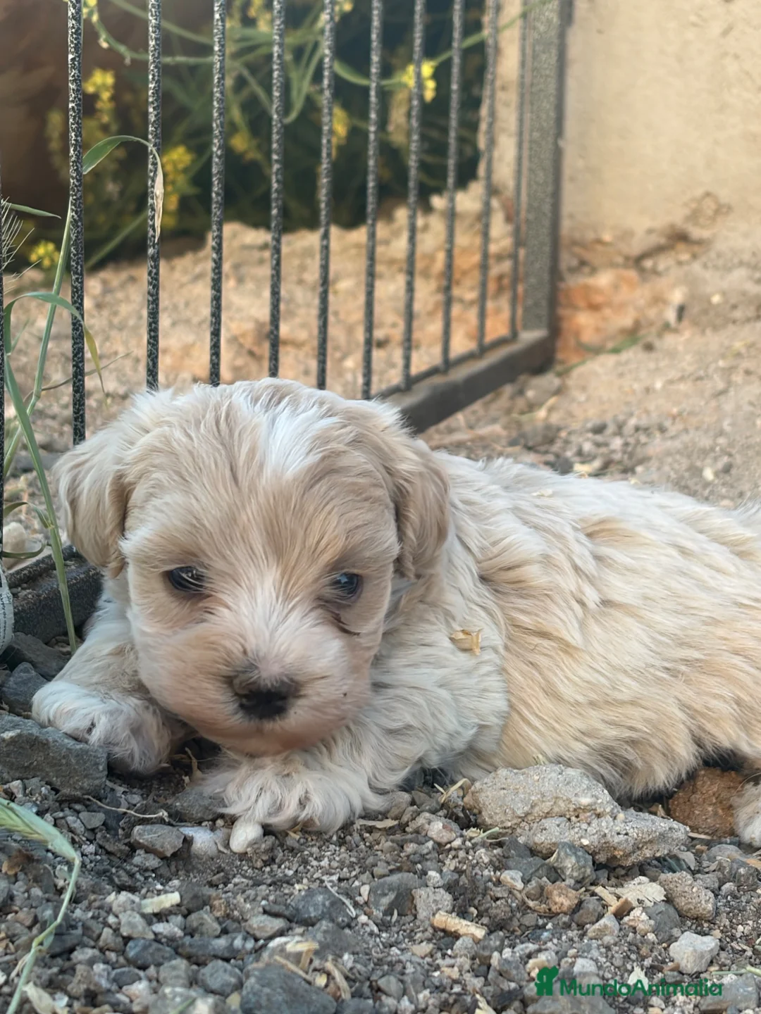 Maltipoo perros en venta: Maltipoo machos  - Anuncio 1