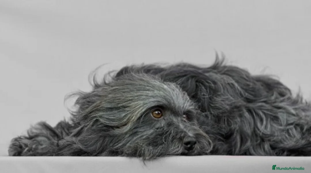 Imagen de galería {{count}}