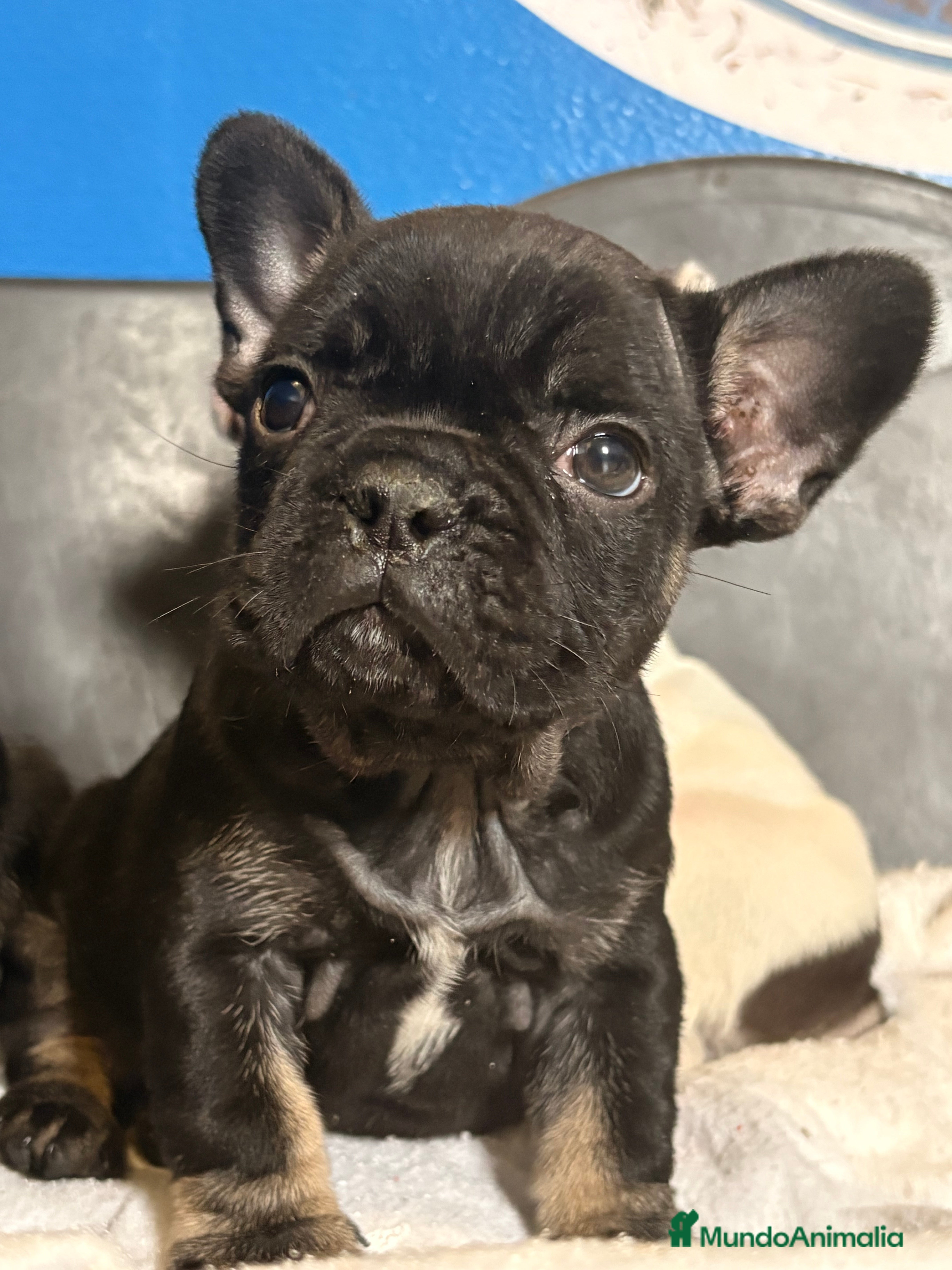 Bulldog Francés perros Bulldog francés  - Anuncio 1